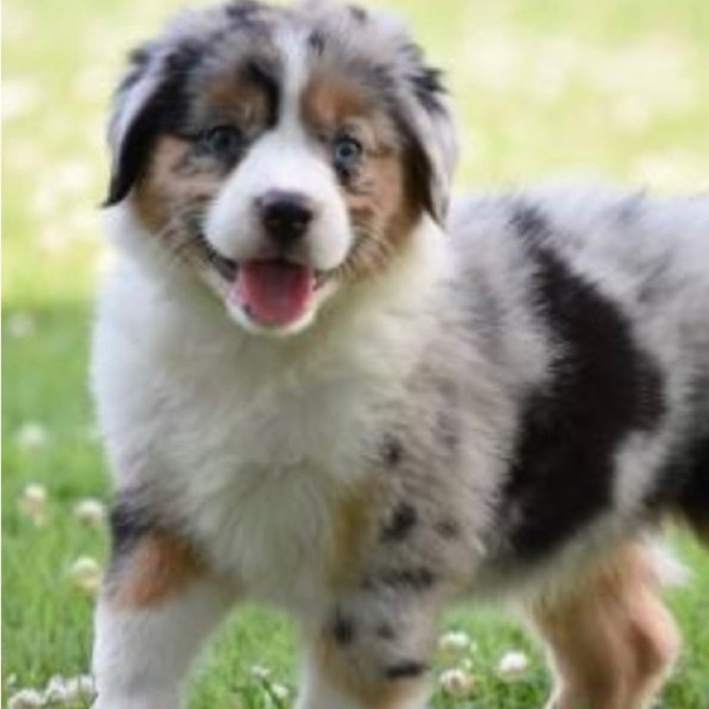 Meet your Posher, Capri